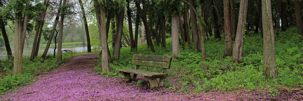 2021_Morton_Redbuds 2_Lake Marmo_The Morton Arboretum_resized.png